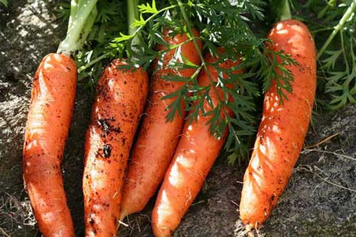 Как правильно сажать морковь - от подготовки почвы и семян до первых всходов