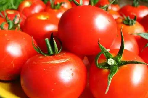  Как облегчить <b>выращивание</b> помидоров в открытом грунте? 