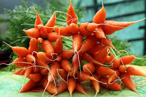 Как вырастить хороший урожай моркови своими силами