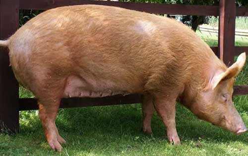 Естонська беконна порода свиней