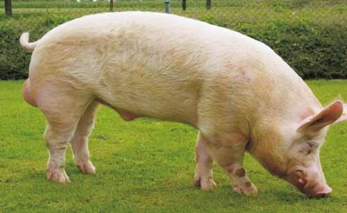 Українська степова біла порода свиней