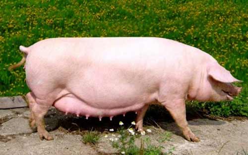Уржумська порода свиней