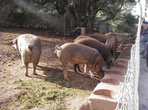Які породи свиней існують і як правильно вибирати особин