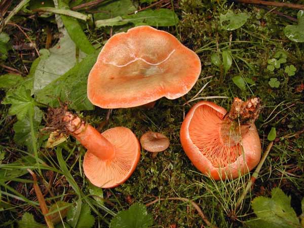 Які їстівні гриби ростуть восени
