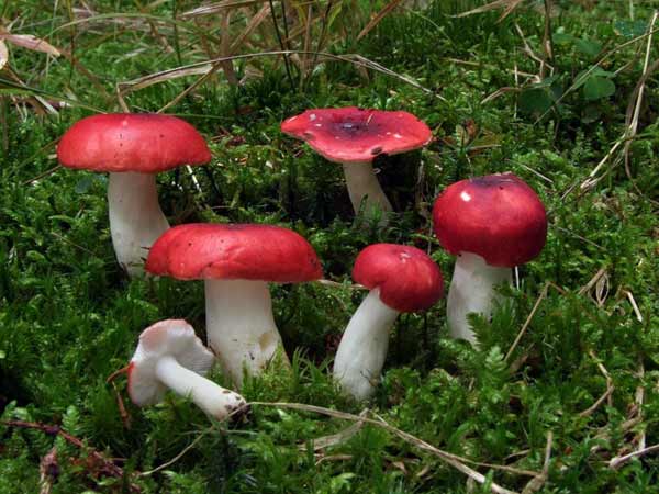 Які їстівні гриби ростуть восени