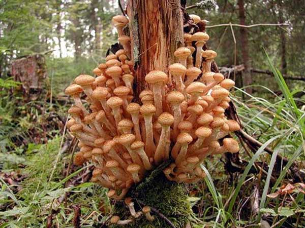 Їстівні гриби