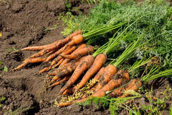 урожаї моркви
