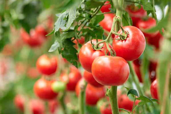 Кущі помідорів високі та пишні, а плодів майже немає: чому так і що робити дачнику