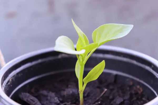 Які 5 помилок не можна допускати при вирощуванні розсади перцю