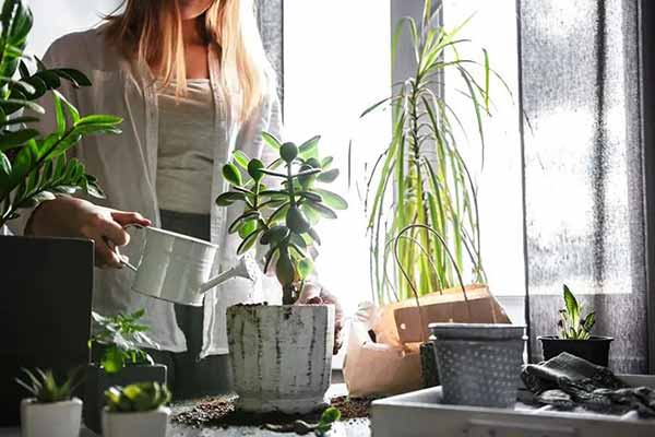 Декілька порад для успішних кімнатних рослин