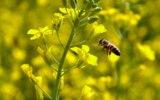 Захист бджіл при обробках пестицидами медоносів 