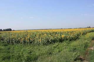 Лубенська ОДПІ: До уваги власників землі та землекористувачів!