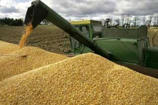 Полтавщина має 3 мільйони тонн зерна