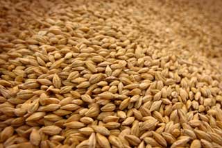 Полтавщина стала лідером по збору зернових