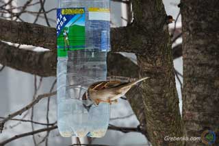 Морозна погода охопить Гребінку