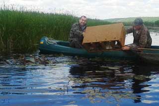 У ДП "Лубенський лісгосп" випустили на волю 100 диких качок