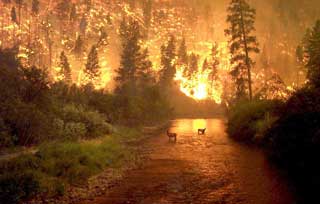 На Полтавщині оголошена надзвичайна пожежна небезпека