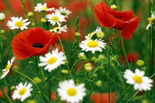 У Гребінці хмарно, але без дощу. Прогноз погоди на 3 липня