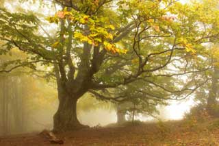 Для кого 22 жовтня треба залишити в лісі їжу і жіночу хустку
