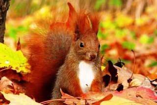 Про що у день Пилипа, 24 жовтня, "розказують" білки, миші і кроти