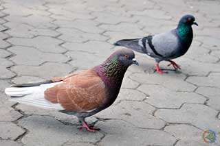 Третього грудня можна досхочу лаятися, але тільки на всіляку погань