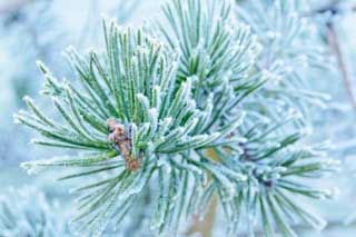 20 грудня, у день працьовитих людей, варто зробити перерву в гулянках