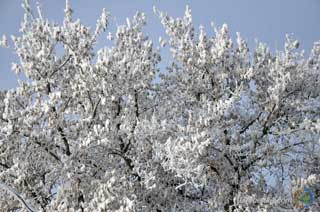 Для чого 28 грудня треба стежити за котом і посипати сніг попелом