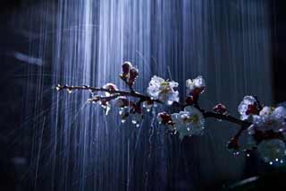 Для чого першого травня, в День святого Кузьми, треба змокнути під дощем