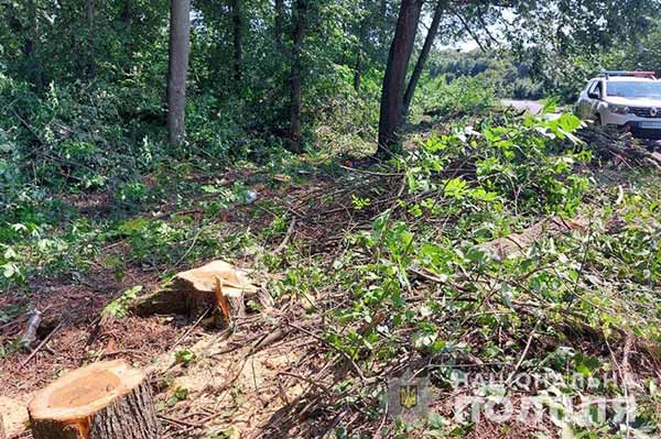 Офіцер Ромоданівської громади припинив незаконну порубку клену у придорожній смузі