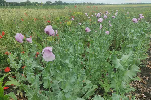 На Полтавщині 45-річна жителька Миргородщини рослини снотворного маку