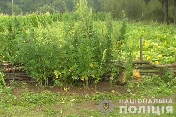 Житель Полтавщини вирощував коноплі і зберігав канабіс