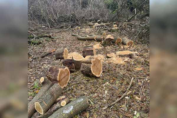 Двоє жителів Градизької тергромади незаконно вирубували ліс