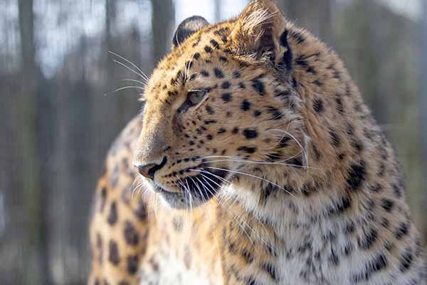 На Полтавщині чоловік вигулював леопарда