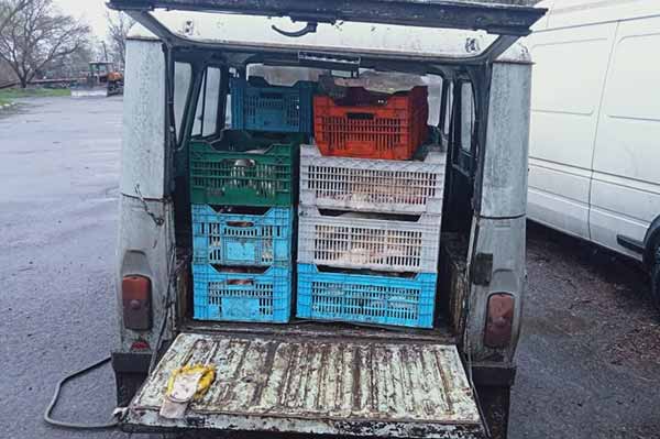 На Полтавщині браконьєр перевозив 500 кілограмів риби