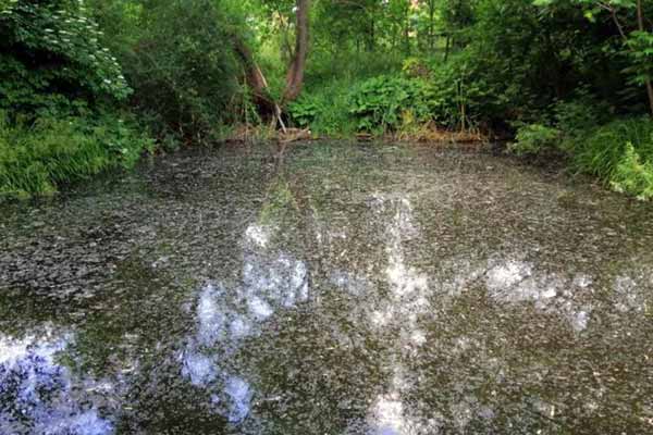 На Полтавщині у ставку виявили тіло жінки