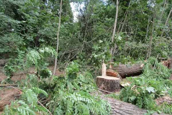 Мешканця Полтавщини судитимуть за незаконну порубку дерев на 200 тисяч гривень