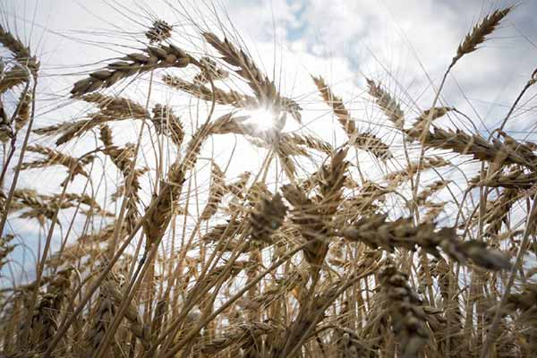 На Полтавщині зібрали перші 500 тонн зерна