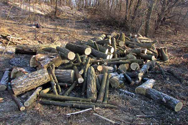  На Полтавщині поліція повідомила про підозру чоловікові, який здійснив незаконну порубку деревини на понад 200 тисяч гривень