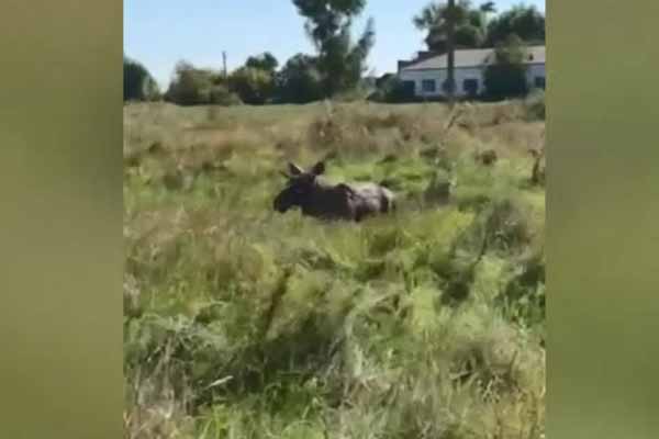 На Полтавщині під колесами авто загинули двоє диких тварин