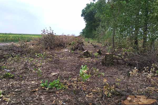 На Полтавщині чоловік нарубав дерев на 4 мільйони гривень