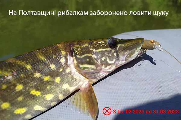 На Полтавщині рибалкам заборонено ловити щуку