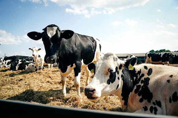 Полтавщина – лідер серед областей України за кількістю племінного поголів’я великої рогатої худоби
