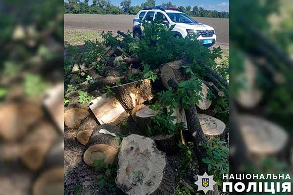 На Полтавщині п'ятеро зловмисників незаконно вирубували дерева