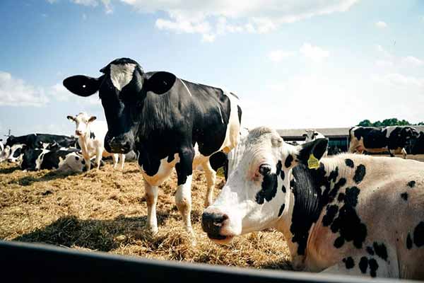 Аграрії Полтавщини можуть отримати державну підтримку за трьома напрямами