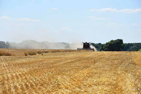 збирання ранніх зернових