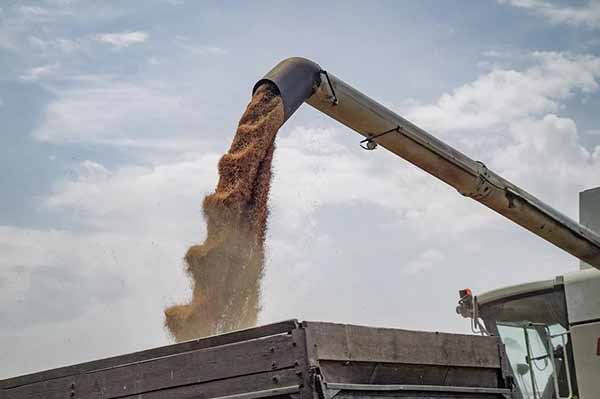 Жнива ранніх зернових і зернобобових на Полтавщині