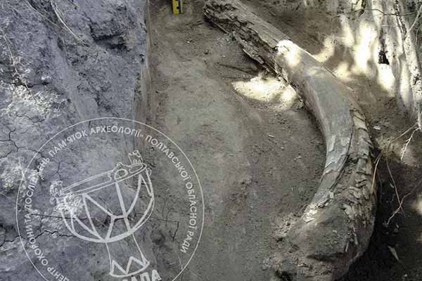 бивень мамонта