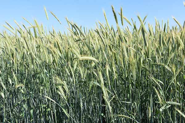 Весняна посівна кампанія