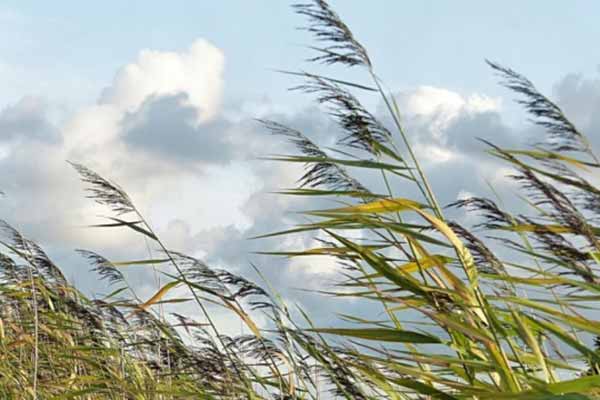 сильні пориви вітру