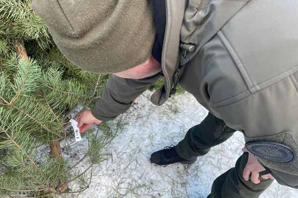 На Полтавщині виявили незаконний продаж ялинок